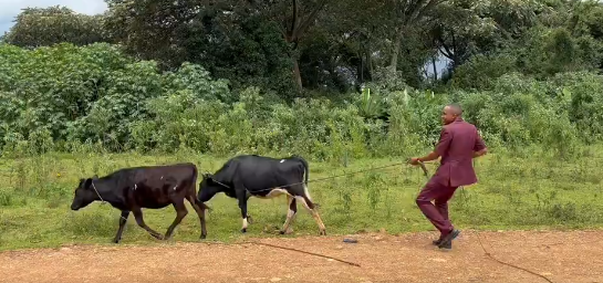 Morara Kebaso Resumes Vampire Diaries, Exposes Stalled 78M Bomet Governor Residence. Morara Kebaso interacts with cows along the Kerenga airstrip runway in Kericho County. Picture/X