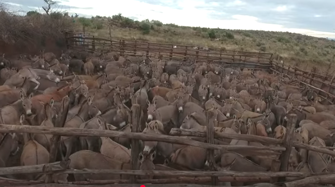 Southern Kenya’s Huge Crime Scene: Nation Jolted By Kajiado Namanga Illegal Activity. A donkey enclosure in a remote part of Kenya. Picture/Citizen TV