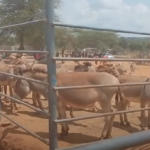 A donkey market in Kajiado County, Southern Kenya. Picture/Courtesy