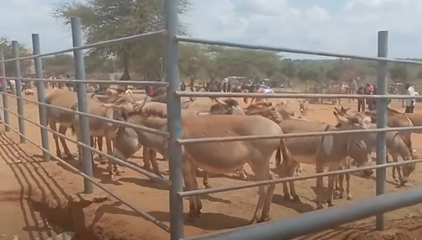 Southern Kenya’s Huge Crime Scene: Nation Jolted By Kajiado Namanga Illegal Activity A donkey market in Kajiado County, Southern Kenya. Picture/Courtesy