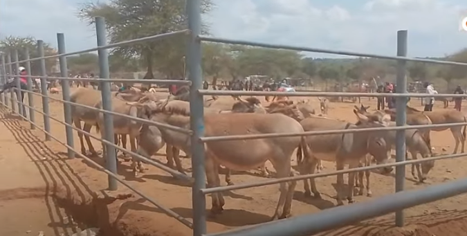A donkey market in Kajiado County, Southern Kenya. Picture/Courtesy