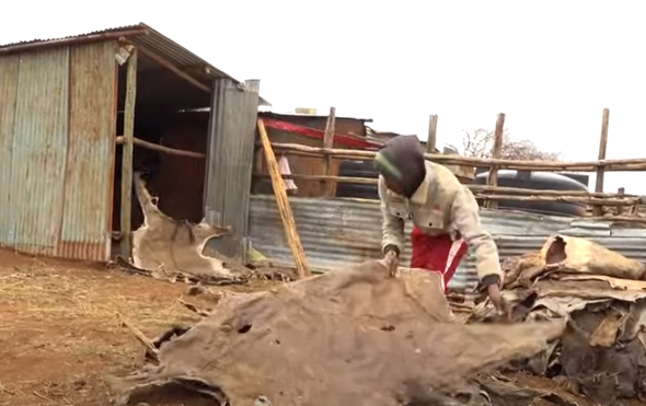 Donkey hides are readied for sale. Picture/Citizen TV